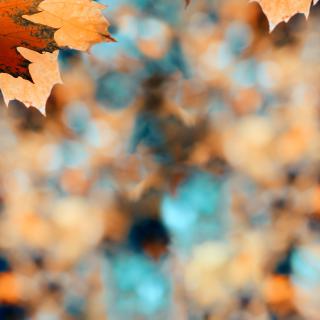 Prevádzka materskej školy v čase jesenných prázdnin